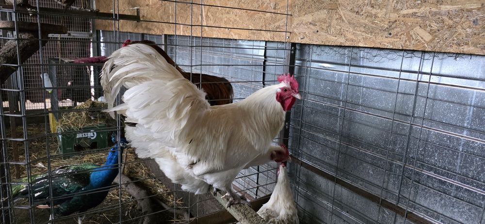 Cocosi australop alb negru liliputi fazani