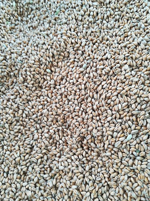 Porumb și grâu productie 2025