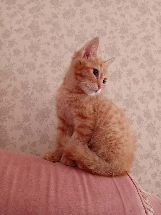 Котенок в добрые руки