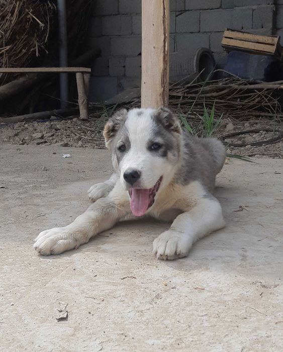 Алабай зотли  2 ойлик кучук