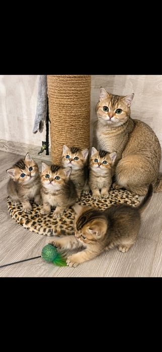 Красивенькие Котята