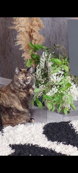 Отдам в добрые руки кошечку