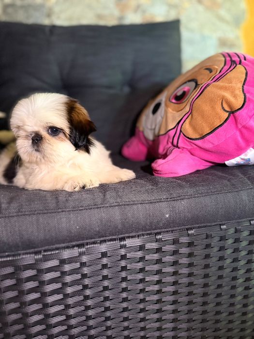 Shih tzu cu pedigree