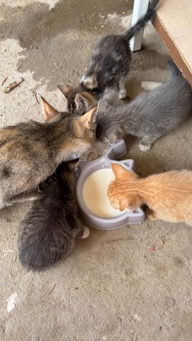 СРОЧНО! Отдам котят в добрые руки!