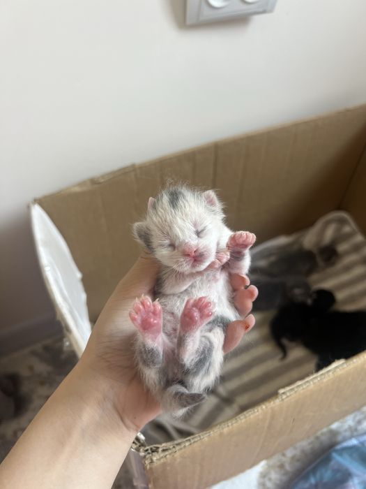 Британская кошка с котятами