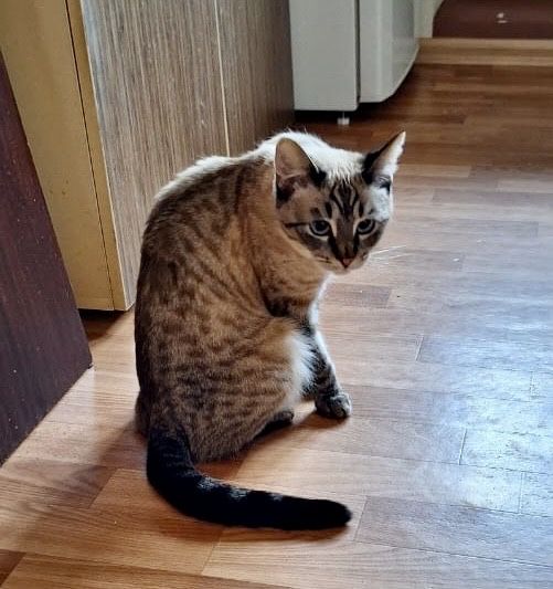 2 кошки и 1 кот ищут дом