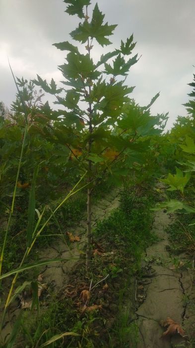 Oz jinsiy azosini yalayotgan yigit surati