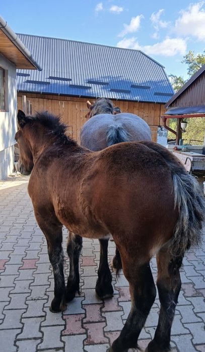 Vând mânz  de 4 luni