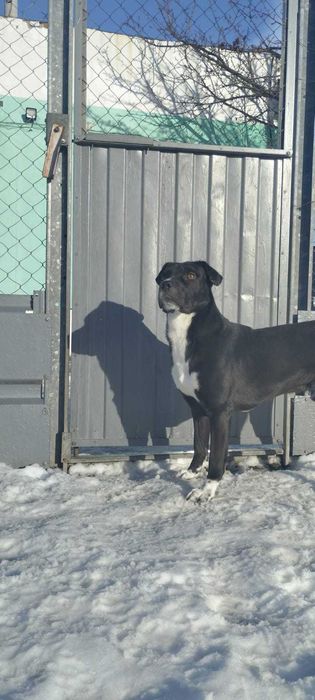 Собаку -мальчика в добрые руки