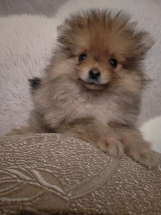 По.щенков мини  шпица девочка и мальчик 2 мес