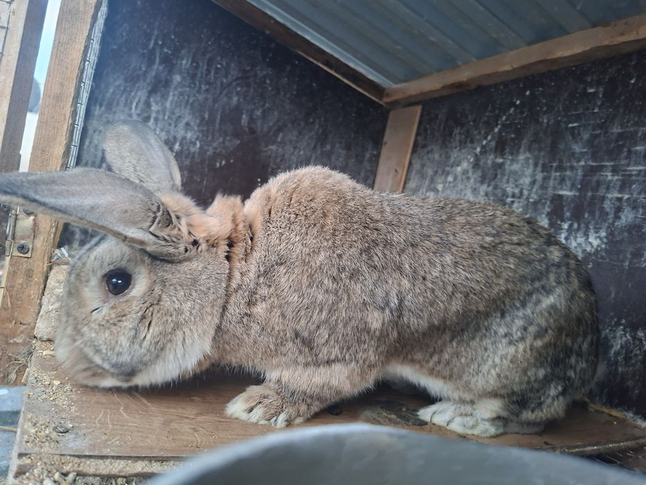 Еркек қоян сатамын.