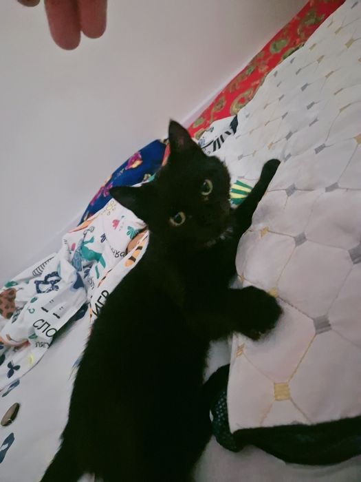 Мысық ақылдыыыыы