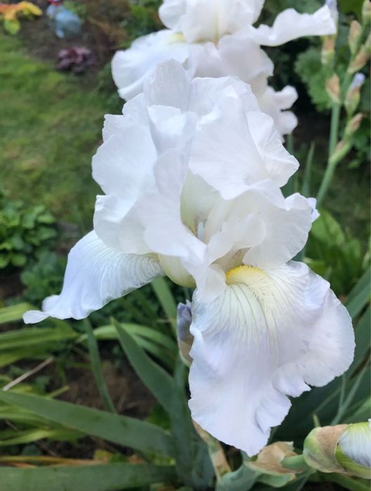 Канны, ирисы луковицы дешево