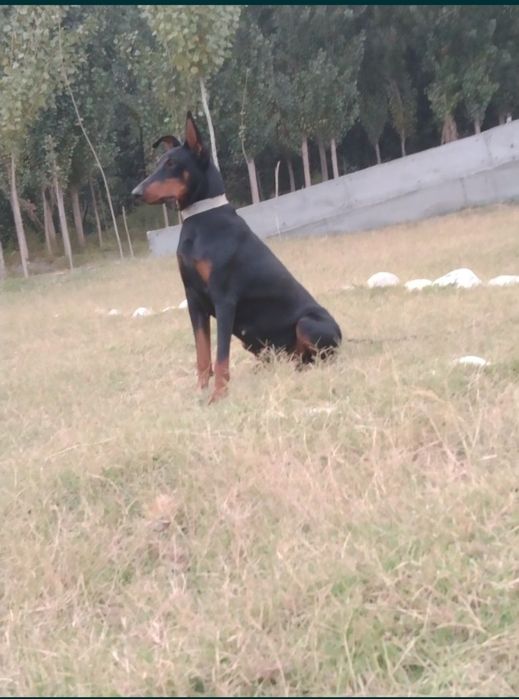 Doberman Qizbola