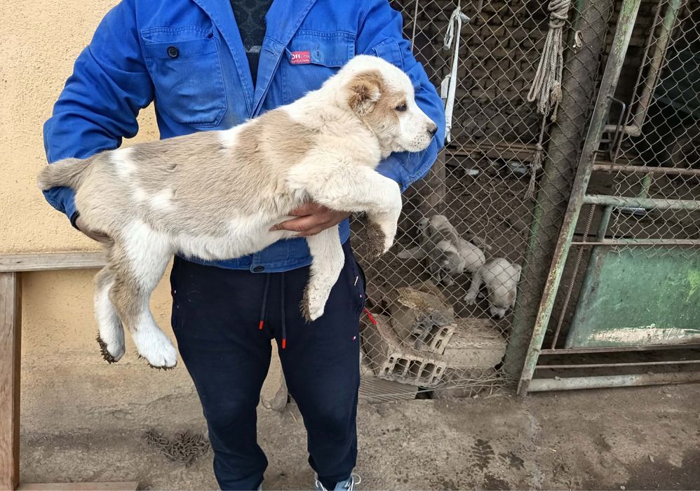 Алабай (Средно Азиатска овчарка)