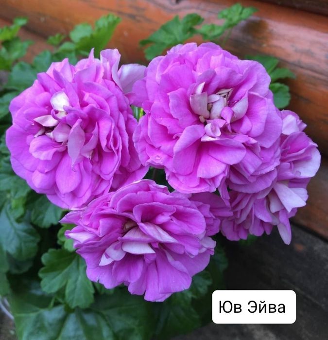 Продам укоренённые черенки пеларгонии