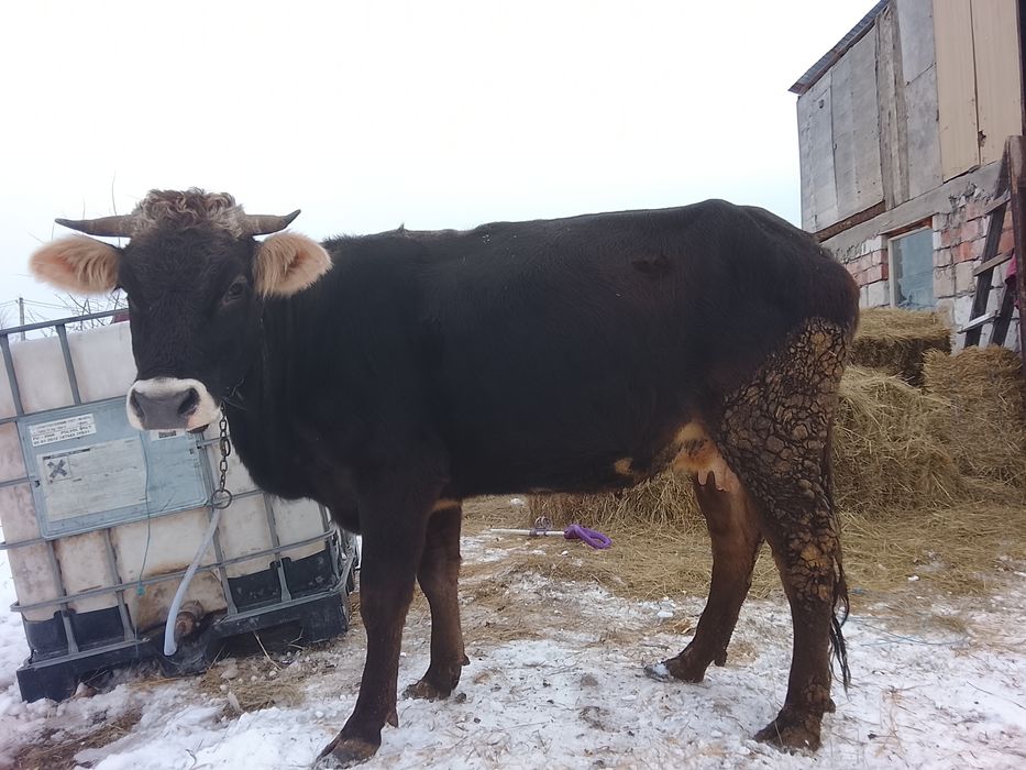 Vând junică cu primul vițel vine cu al doilea vițel este gestantă