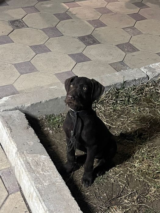 Продам щенка драатхара 3мес