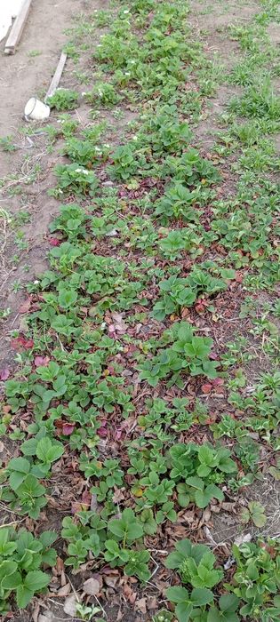 Продам дачу сад Яблонька