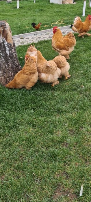 Продавам стадо кохин