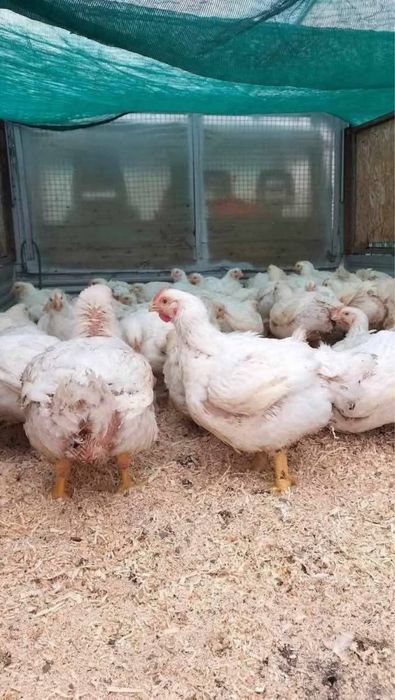 Vand pui albi de carne pui rasă mixtă colorat si găini rosi de ouă