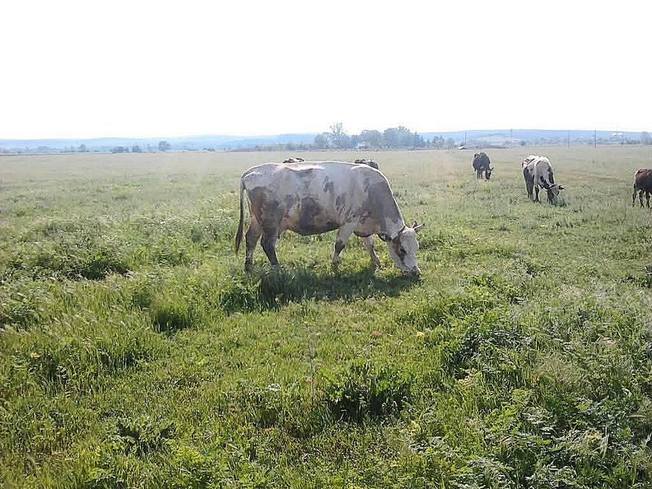Био Домашно краве сирене