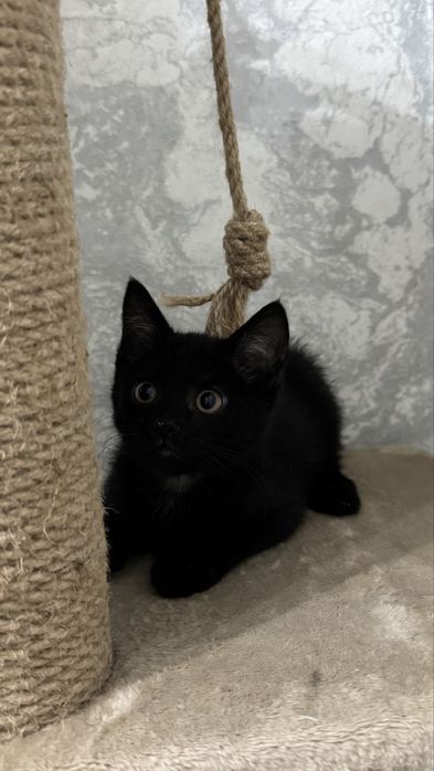 Котенок в хорошие руки