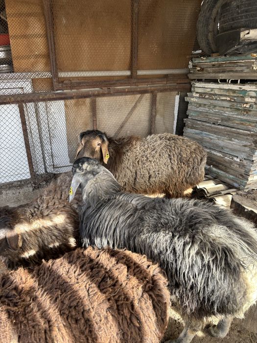 Қойлар сатылады семіз