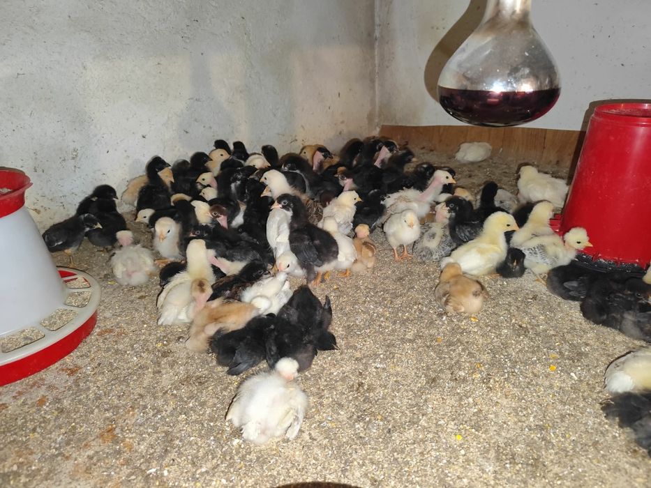 Pui de casă,gat golaș,pestriti