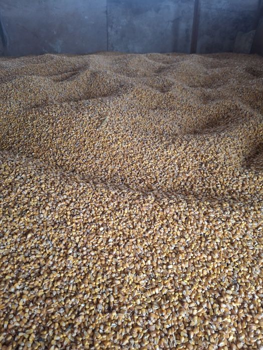 Vand porumb si lemne