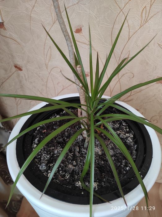 Драцена  для дома или офиса