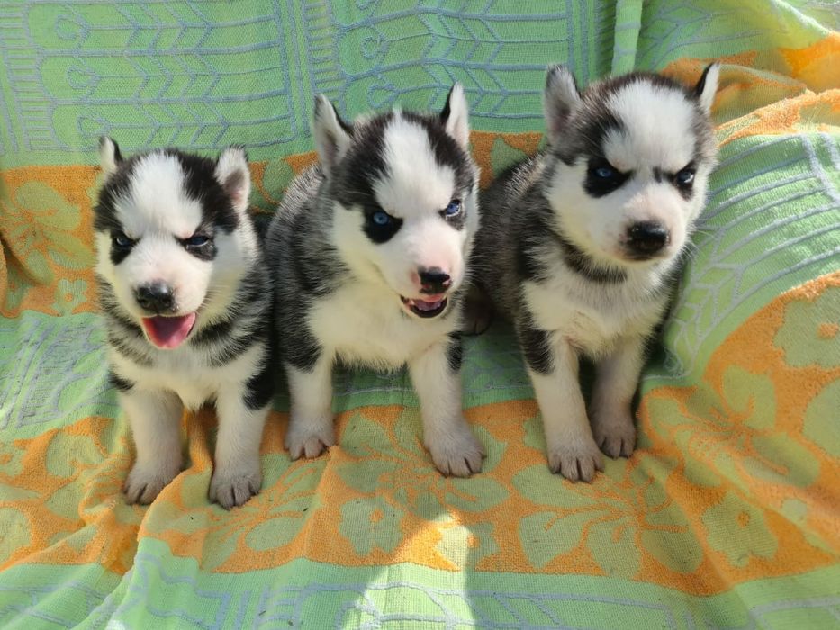 Продам щенков сибирский хаски