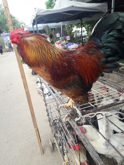 Xo'roz va tovuqlar sotiladi