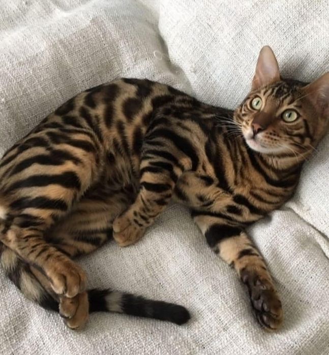 Бенгальский кот на вязку