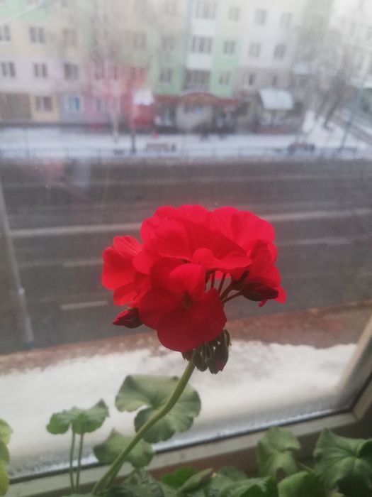 Продам пеларгонии недорого