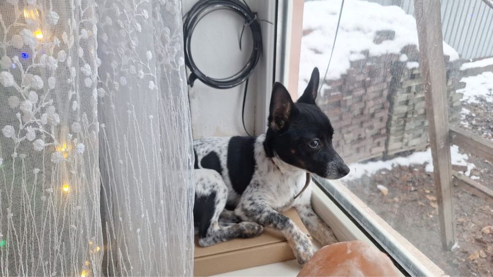 Отдам чихуахуа в добрые руки