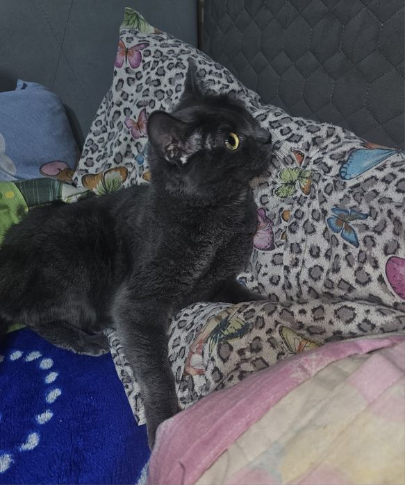 Pisica albastru de Rusia