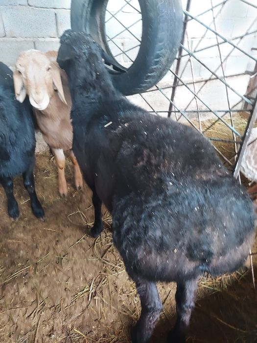 Қошқарлар сатылады