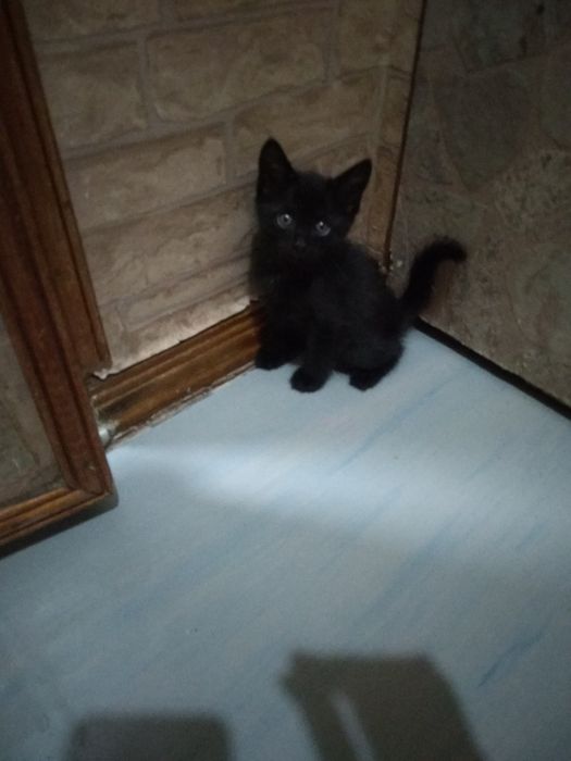 Котята объявления