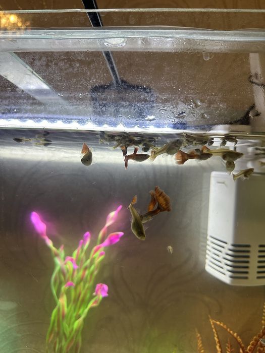 Гуппи разновидные