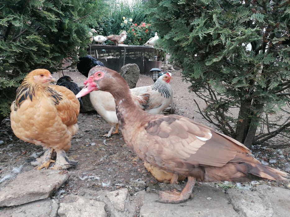 Rațe mute  de vânzare