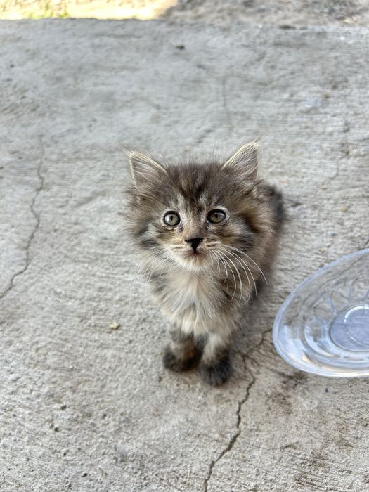 Котенок гр Алматы