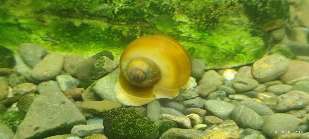 Улитки аквариумные.