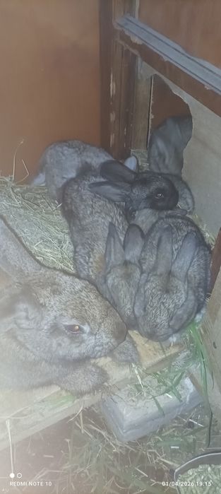 Quyon bolalari sotiladi