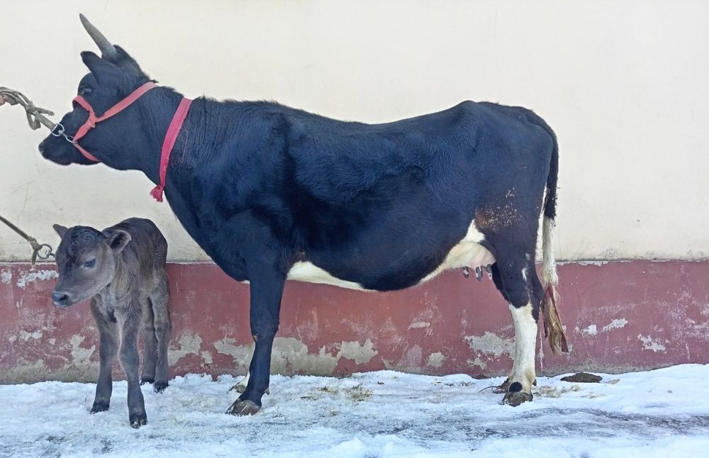 Ona bola sigir sotiladi