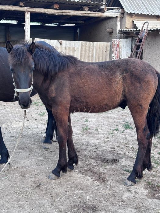 Жылкы сатылады  багасы 450000