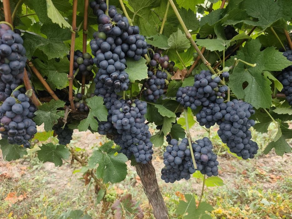 Гроэде эа вино и ракия