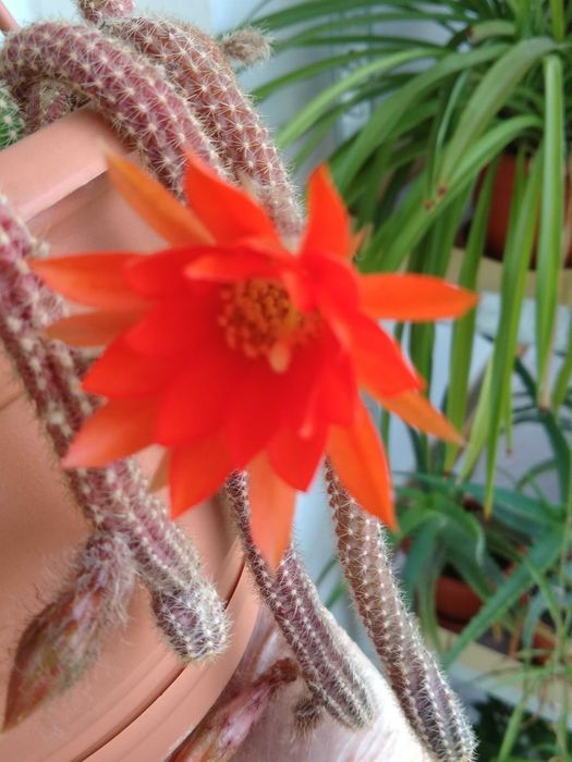 Aporocactus flagelliformis (Rat tail)