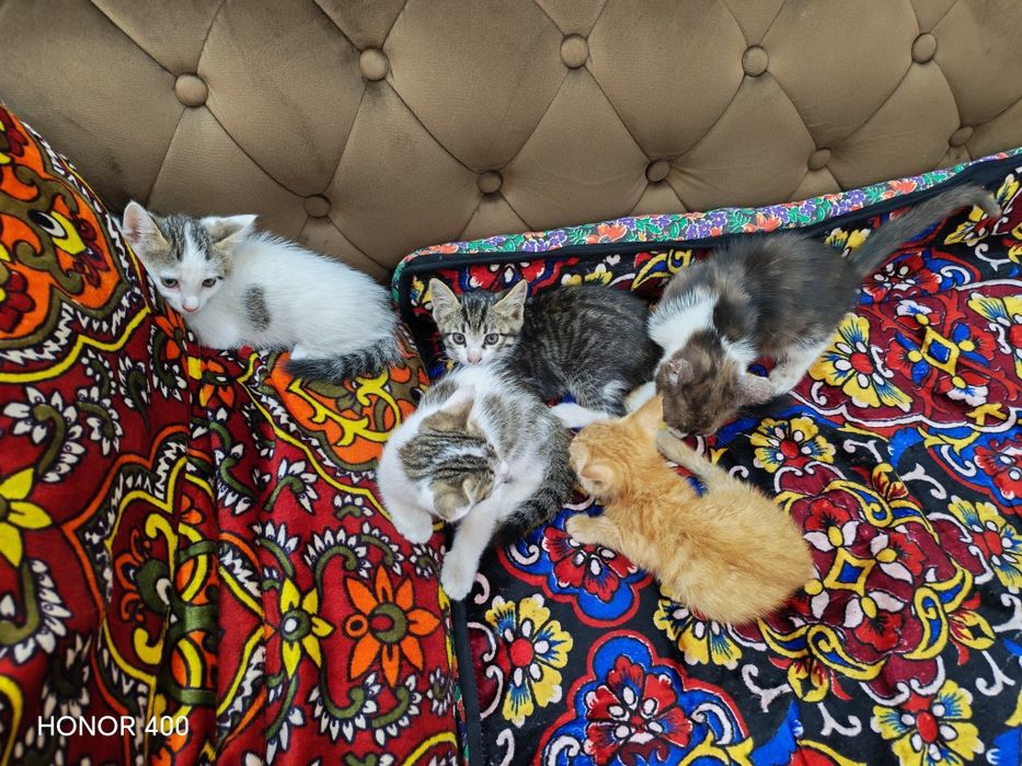 Мушукчалар сотилади 2 ойлик
