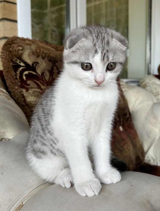 Британский Котенок Мальчик